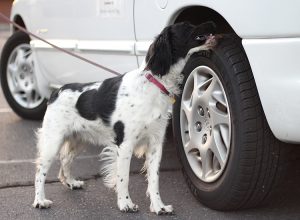 Piper loved Megan's K9 Nose Work Classes in Loveland, CO 