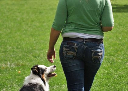 How to Choose a Dog Trainer