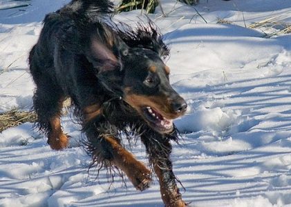 Loose Dog! Tips for catching an out of control dog