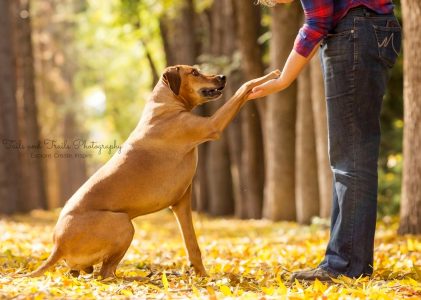 5 Tips to Reducing Conflict with your Dog