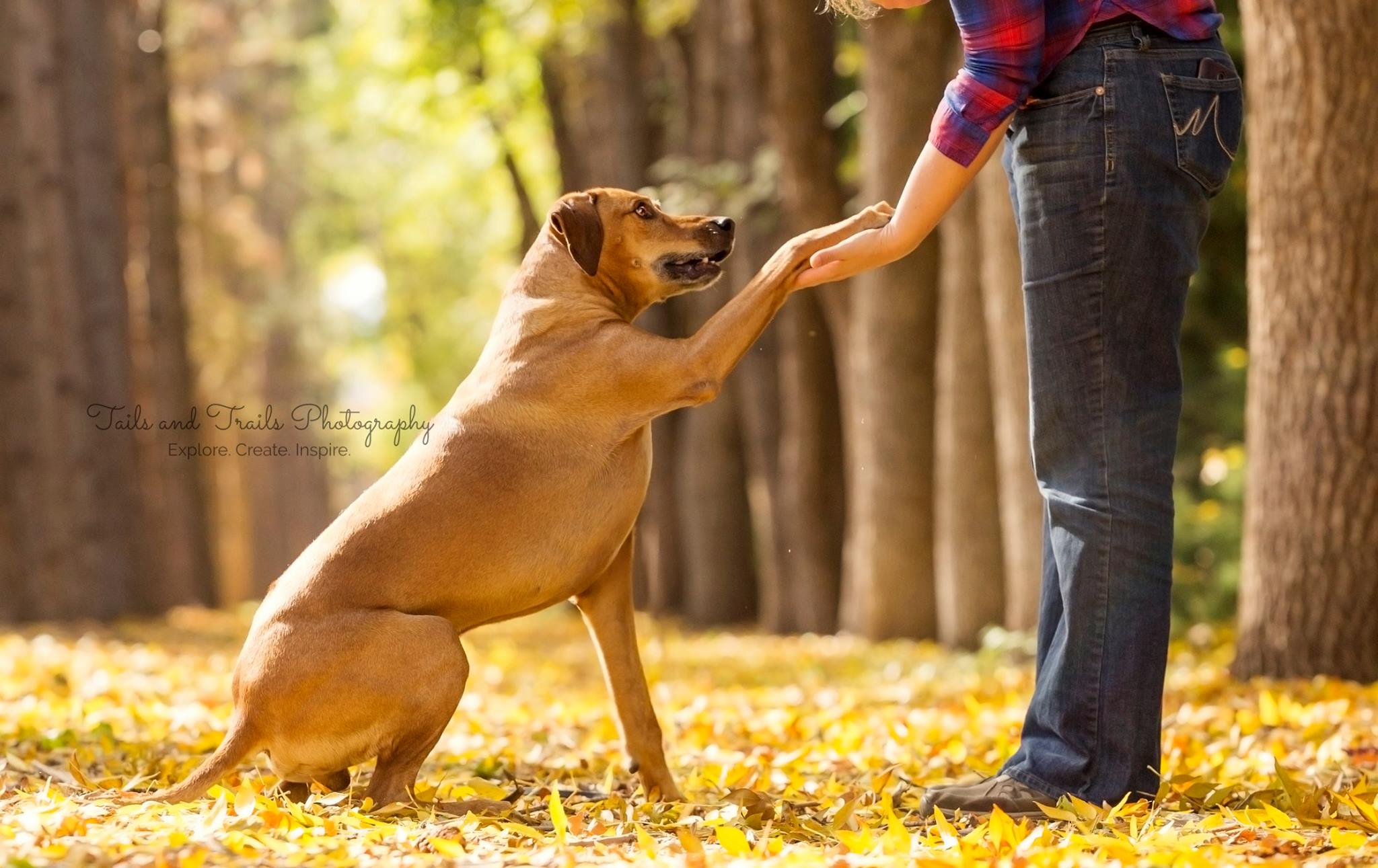5 Tips to Reducing Conflict with your Dog