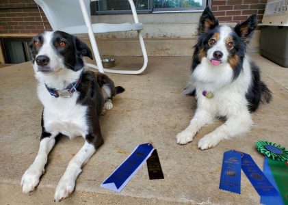 Success at the Greeley Dog Shows!