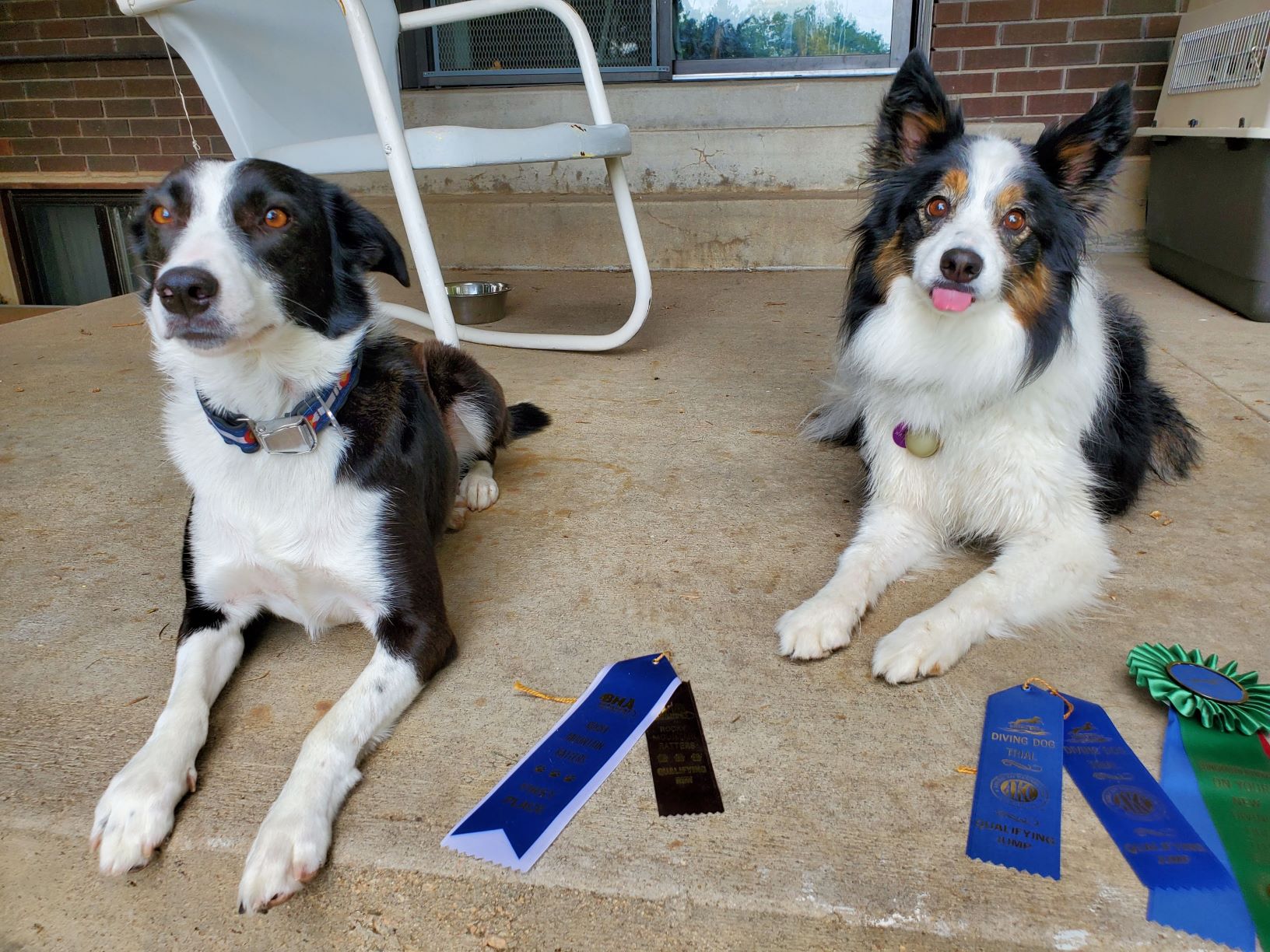 Success at the Greeley Dog Shows!