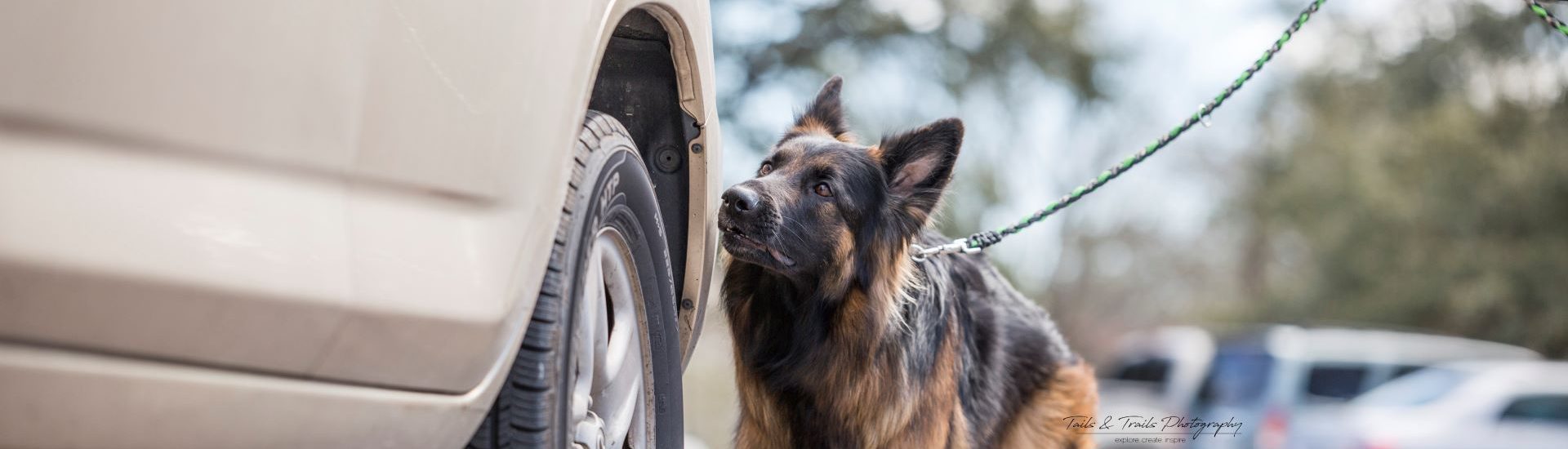 5 Tips for More Enjoyable Leash Walks