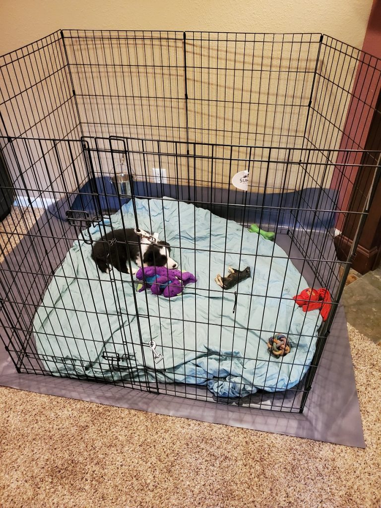 Image is of a tall exercise pen located in a living room. Inside the pen, a black and white puppy sleeps with his toys.