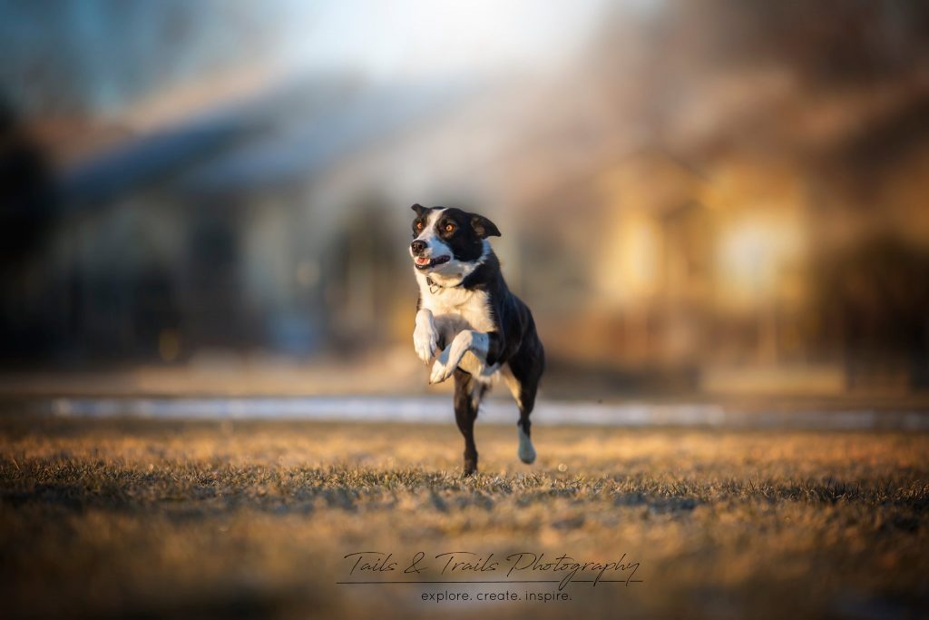 Image is of a black and white dog running toward the camera.