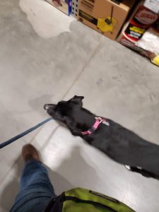 Image is of a mostly black dog walking at someone's side.