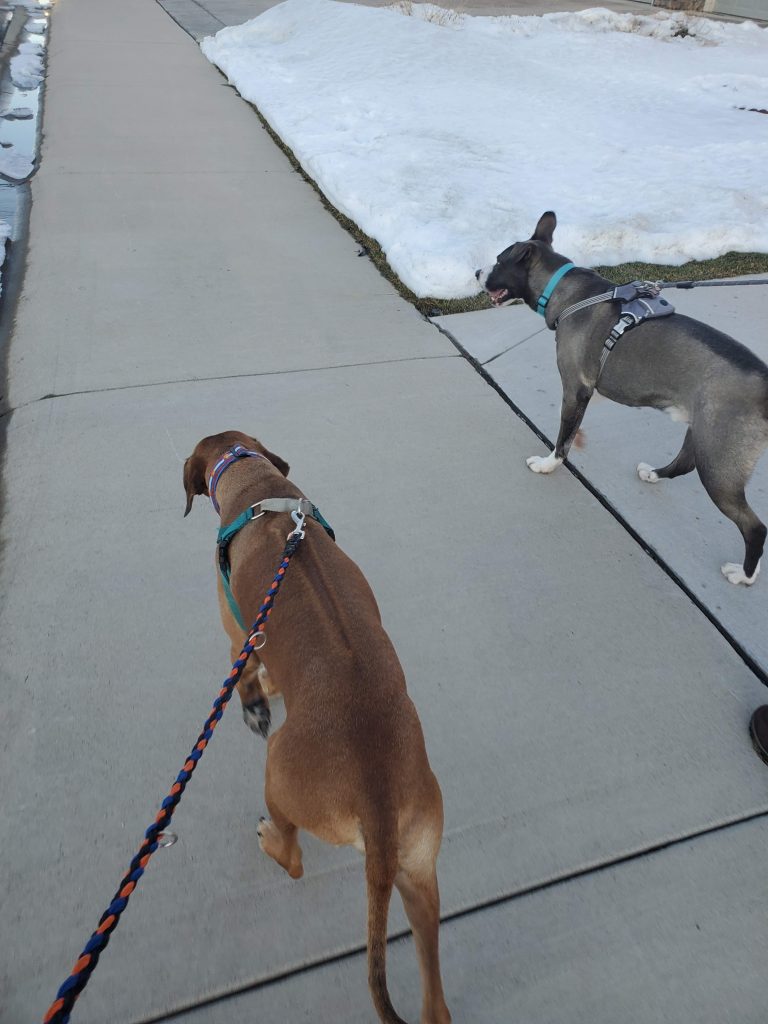 Image is of two dogs walking on leash, side by side. 